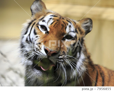 アムールトラ 7956855