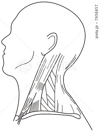 首の筋肉のイラスト素材