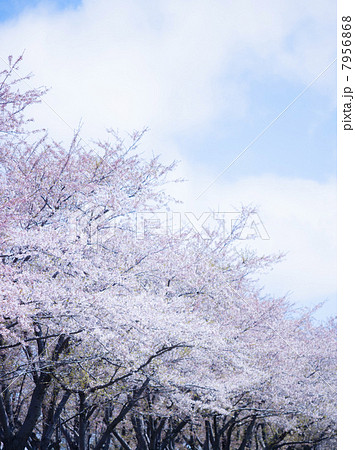 桜（特殊撮影） 7956868