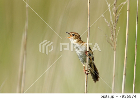 オオセッカ 7956974