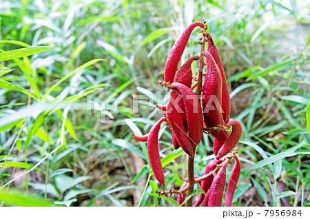 ツチアケビ ツチアケビ 7956984