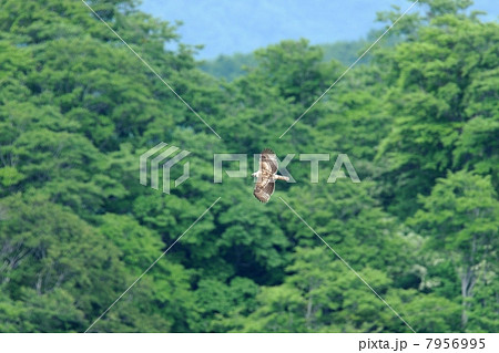 クマタカ 7956995