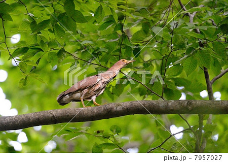 ミゾゴイ 7957027