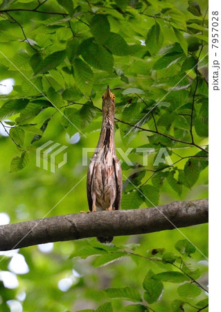 ミゾゴイ ミゾゴイ 7957028