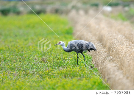 カナダヅル カナダヅル 7957083