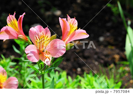 Alstroemeria Alstroemeria 7957084
