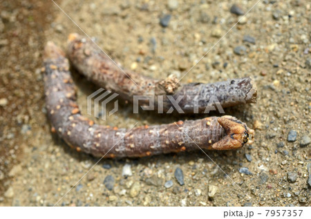 蛾の幼虫と木の枝の写真素材