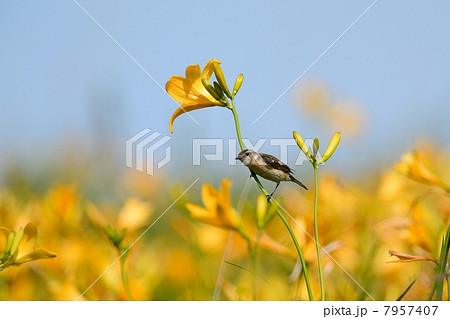 ノビタキ 7957407