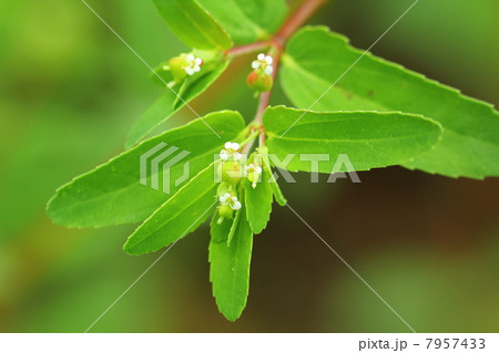 オオニシキソウ 7957433