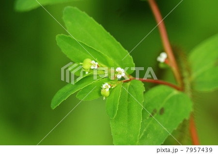 オオニシキソウ 7957439