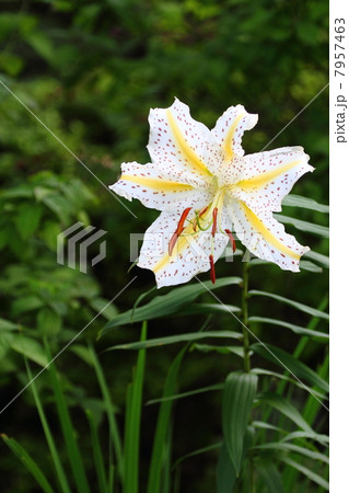 ヤマユリ ヤマユリ 7957463