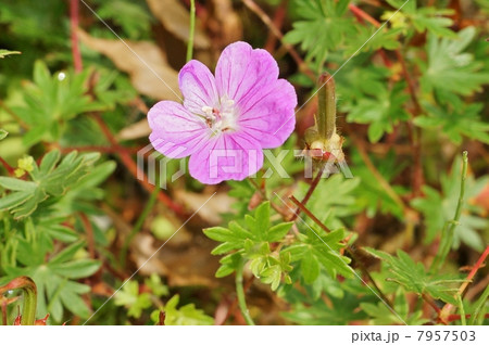 高山の花 アケボノフウロの花と名の由来の蒴果 実 横位置の写真素材