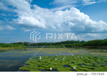 Water lily blossom Water lily blossom 7957689