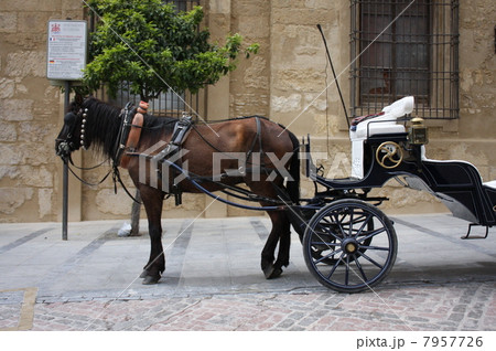 寂しそうな馬 7957726