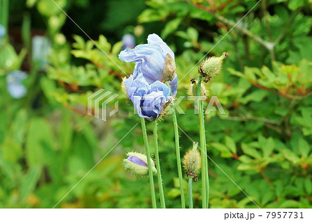 幻の花・ヒマラヤの青いケシの花蕾・横位置 7957731