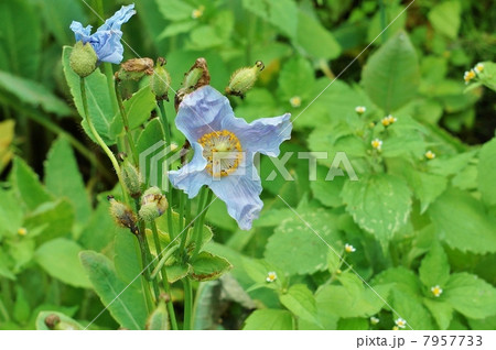 幻の花 ヒマラヤの青いケシの開き始めた花 横位置の写真素材