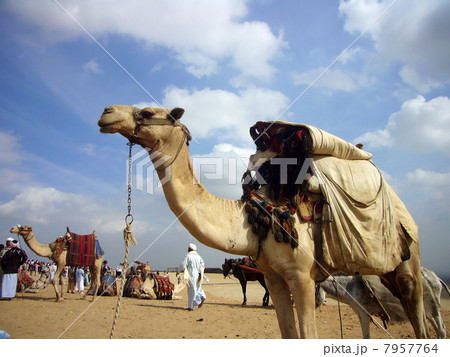 砂漠のラクダ 砂漠のラクダ 7957764