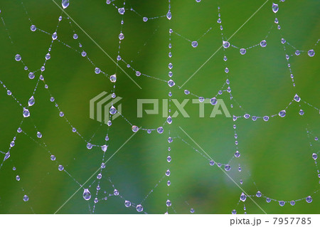 雨上がりのクモの巣 7957785