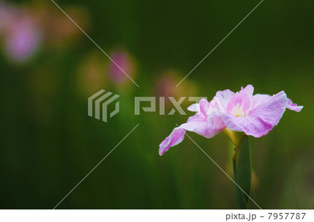 ピンクのイリス 7957787