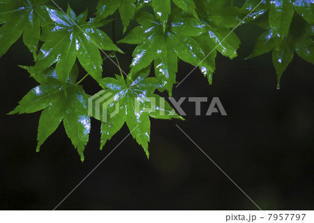 森の中の光 7957797