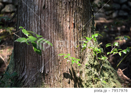 杉の木 杉の木 7957976