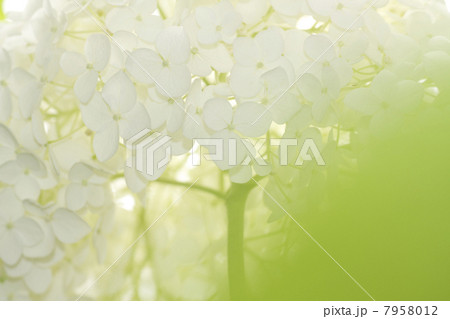 白い紫陽花 7958012