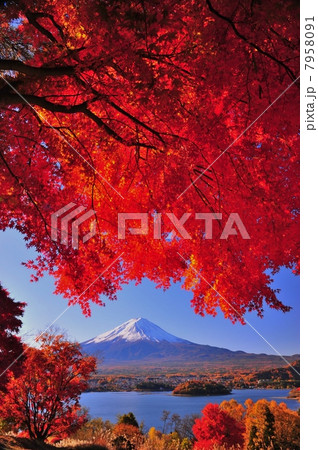 河口湖の紅葉と富士山 7958091