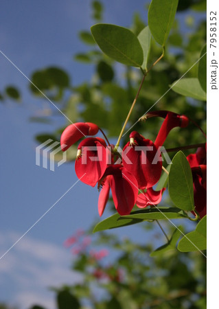 アメリカデイゴの花と空 縦 アメリカデイゴの花と空 縦 7958152