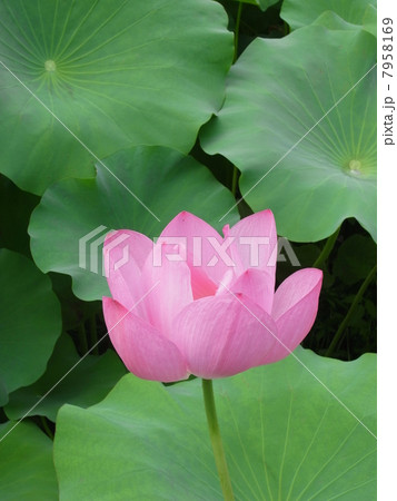 ハスの花・ハスの葉イメージ（３） 7958169
