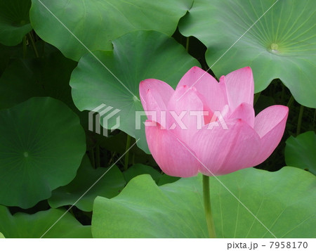 ハスの花・ハスの葉イメージ（４） 7958170