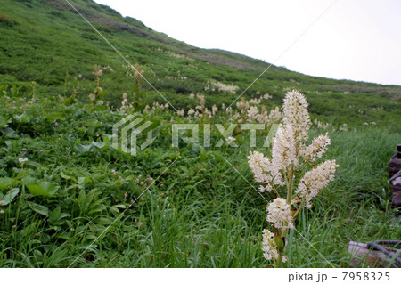 コバイケイソウ 7958325