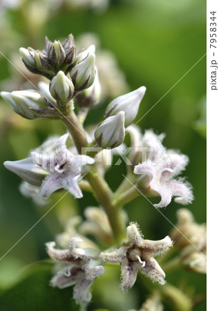 ガガイモ 7958344