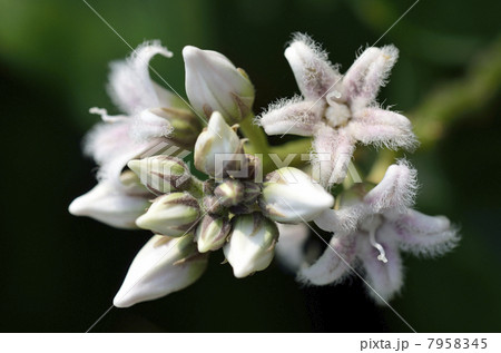 ガガイモ 7958345