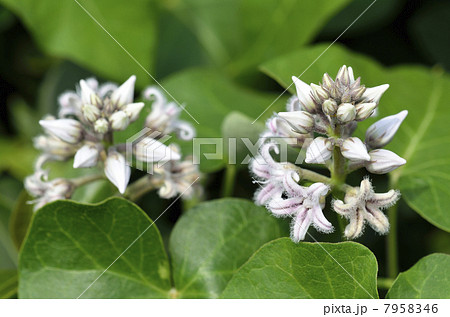 ガガイモ 7958346