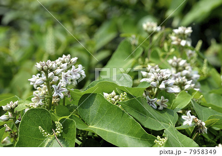 ガガイモ 7958349