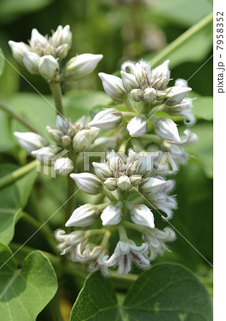 ガガイモ 7958352