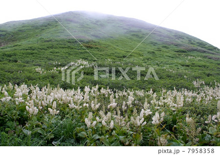 コバイケイソウ群落 7958358