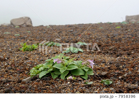 イワブクロ 7958396