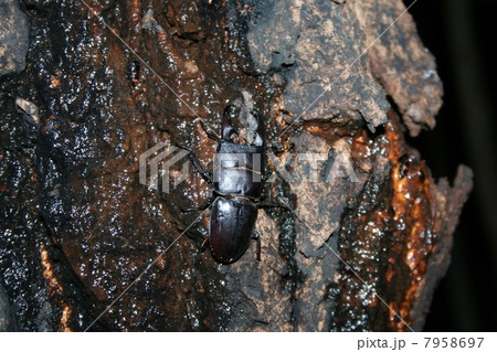 ヒラタクワガタ ヒラタクワガタ 7958697