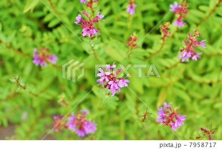 湿地の花 お盆のころに咲く禊ぎの花ミソハギ 俯瞰横位置の写真素材