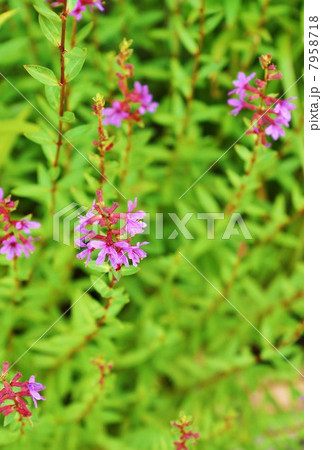 湿地の花 お盆のころに咲く禊ぎの花ミソハギ 俯瞰縦位置の写真素材