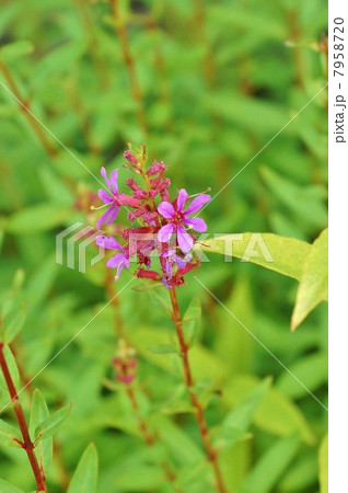 湿地の花・お盆のころに咲く禊ぎの花ミソハギ・縦位置アップ 7958720
