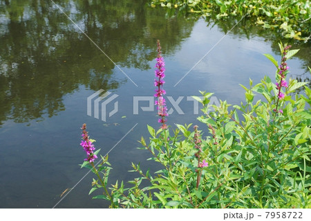 湿地の花・水辺に咲く禊ぎの花ミソハギ・横位置 7958722