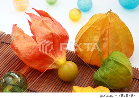 ホオズキとガラス玉 7958797