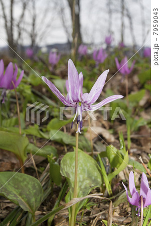 カタクリ 7959043