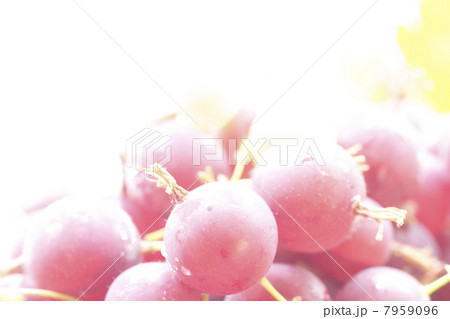 グーズベリー 7959096