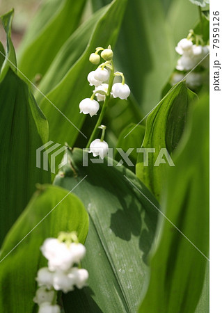 スズラン スズラン 7959126