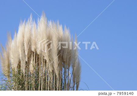 青空とシロガネヨシ　パンパスグラス 7959140