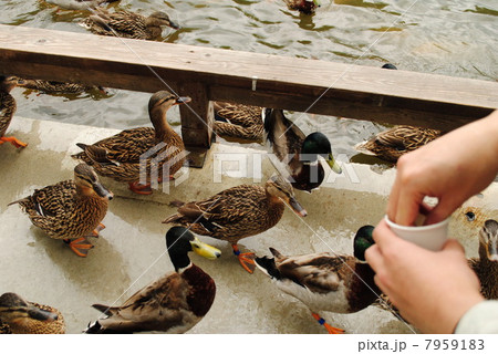 鴨の餌やりの写真素材