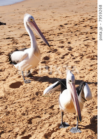 ２羽のコシグロペリカン 7959268
